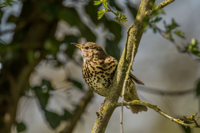 Jacovos Jacovou | Song Thrush 
