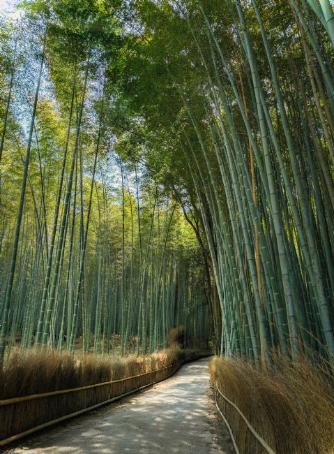 Janet Carmichael | Bamboo Grove
