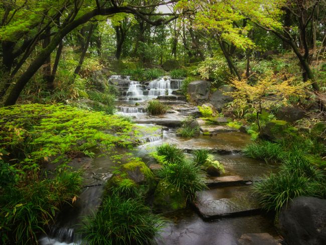 Janet Carmichael | Japanese water garden