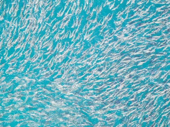 Janet Carmichael | A Shimmering Swirl of Fish