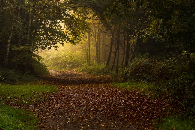 Stuart Gennery | Foggy Woodland View