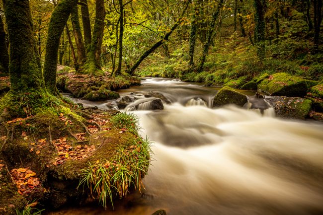 Stuart Gennery | Golitha Falls, Liskeard,Cornwall