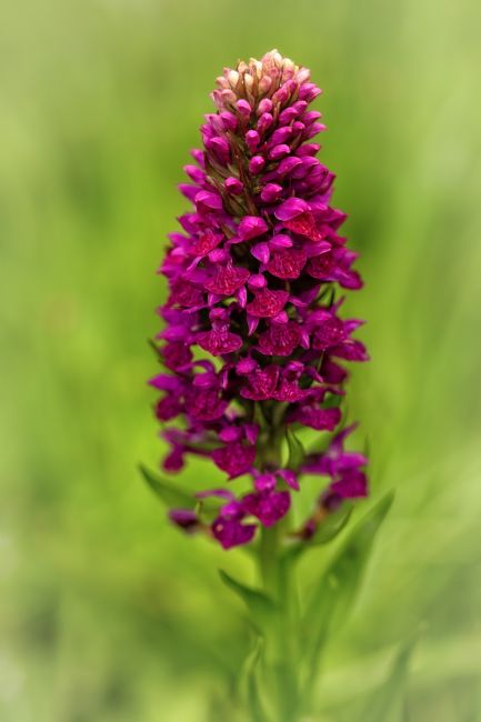 Barbara Jones | Purple Marsh Orchid Flower Scotland