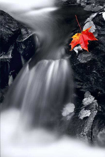 Barbara Jones | Highland Burn Maple Leaf On The Rocks