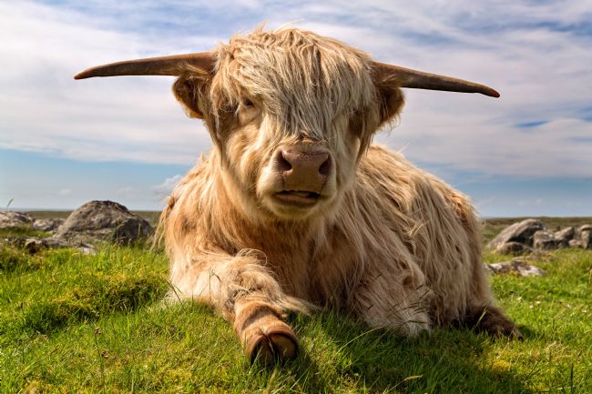 Barbara Jones | Hairy Coo Chillaxing Isle of Lewis.