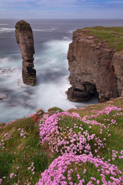 Barbara Jones | Yesnaby Castle Summer Flowers Orkney Isles Scotland
