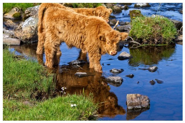 Barbara Jones | Hairy Coo Calf at Duirinish Lochalsh Scotland.