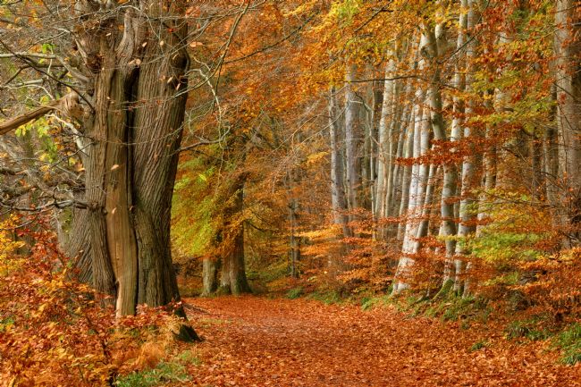 Barbara Jones | Lady Marys Walk in Autumn Crieff Perthshire Scotland