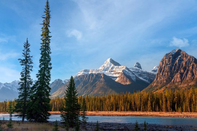 Barbara Jones | Athabasca River and Lodgepole Pine Alberta Canada
