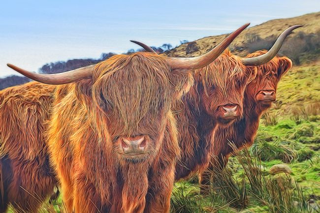 Barbara Jones | Highland Cattle Trio Scottish Highlands