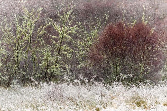 Barbara Jones | Native Woodland Hoar Frost  and Birches Scotland