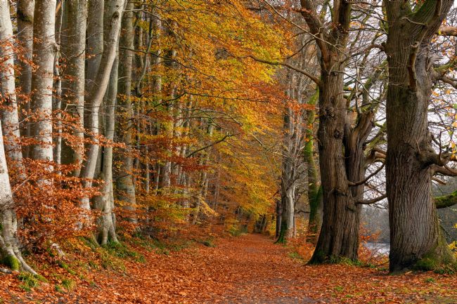 Barbara Jones | Lady Marys Walk  Trees in Autumn Crieff Scotland.