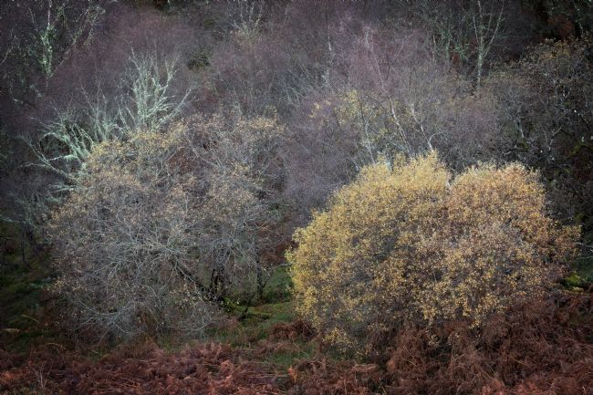 Barbara Jones | Native Woodland End of Autumn Scotland