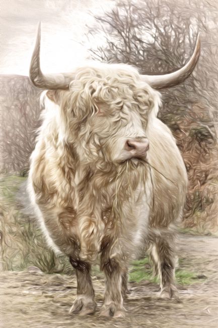 Barbara Jones | Scottish Highland Bull Digital Art.