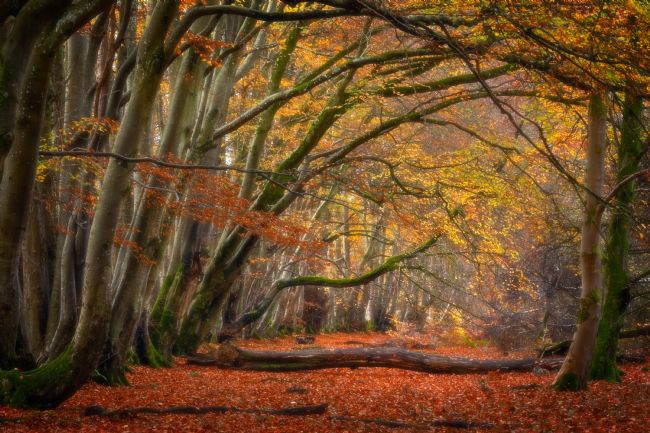 Barbara Jones | Lady Marys Walk Into the Light Crieff Scotland