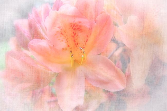 Barbara Jones | Azalea Bloom in Spring on Canvas Floral Art