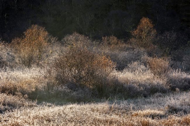 Barbara Jones | Native Woodland Frost and Flame Late Autumn Scotland