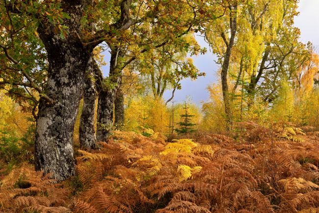 Barbara Jones | Loch Rannoch Forest Autumn Colours Perthshire Scotland.