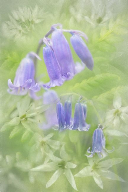 Barbara Jones | Spring Flowers Native Woodland Scotland