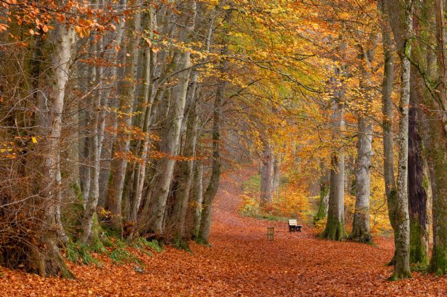 Barbara Jones | Lady Marys Walk Autumn Colours Crieff Perthshire Scotland. 