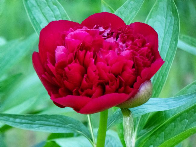 Lynn Bolt | Peony in Red