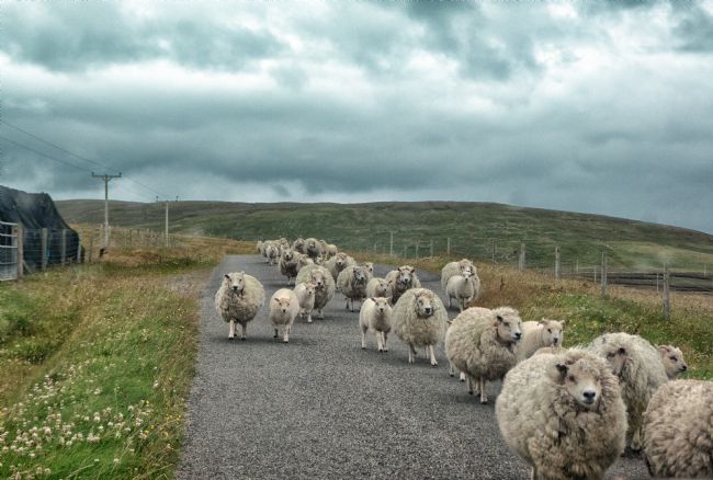 Lynn Bolt | Shetland Traffic Jam
