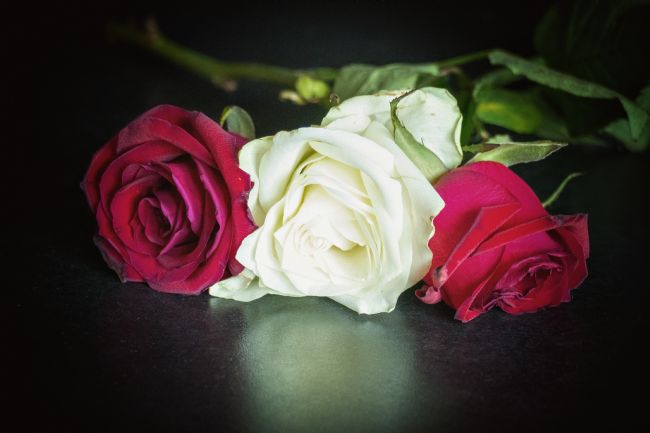 Lynn Bolt | Two Reds and a White