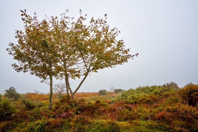 Gordon Maclaren | Rowan Trees in Misty Dartmoor