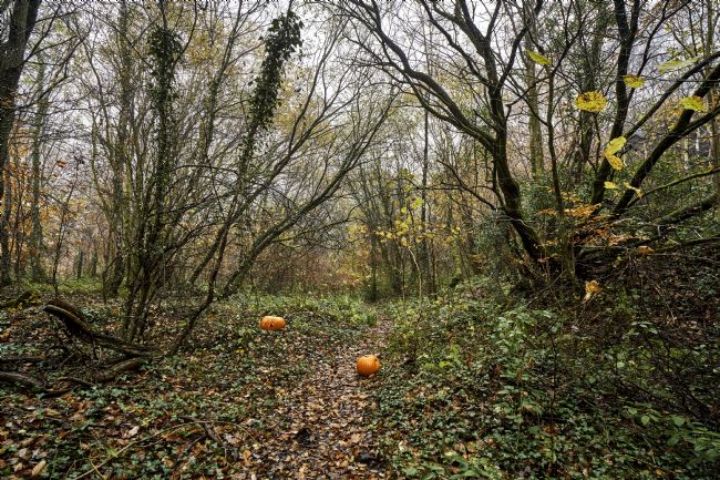 Gordon Maclaren | Bargoed Autumn Woodland Scene