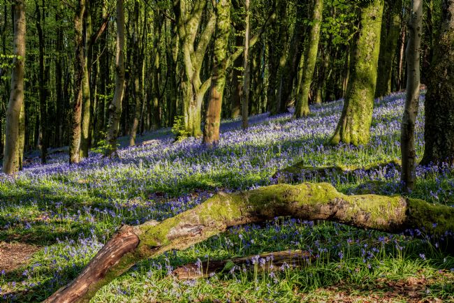 Gordon Maclaren | Welsh Woodland Bluebells