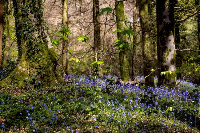 Gordon Maclaren | Woodland Bluebells in Spring