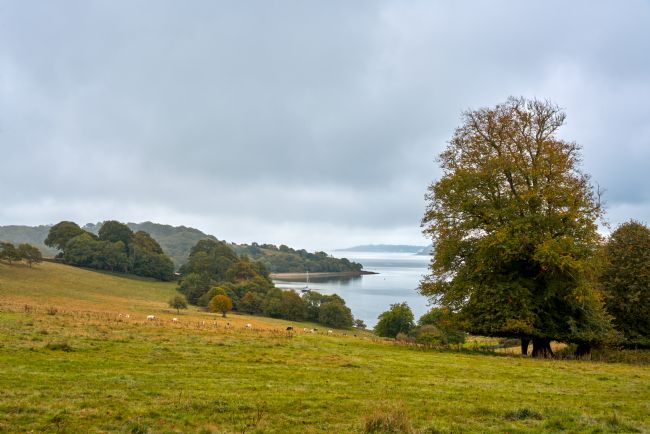 Gordon Maclaren | River Fal, Cornish Countryside
