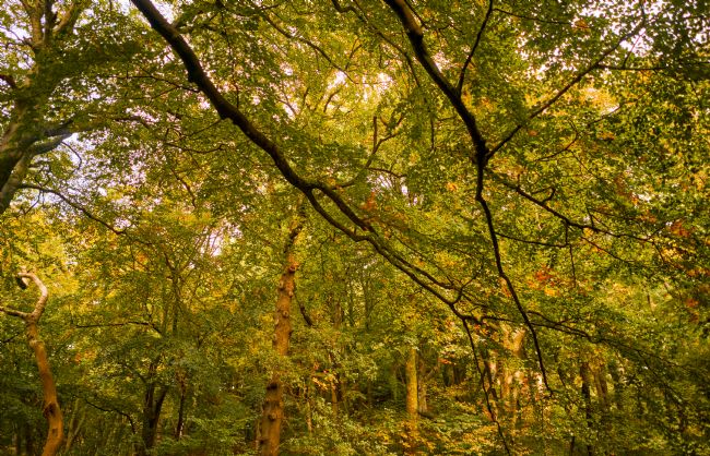 Gordon Maclaren | Autumn Colours in Woodland Trees
