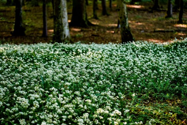 Gordon Maclaren | Wild Garlic, The Wenallt, Cardiff