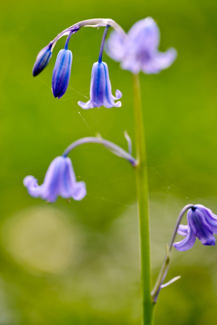 Gordon Maclaren | Spring Bluebells