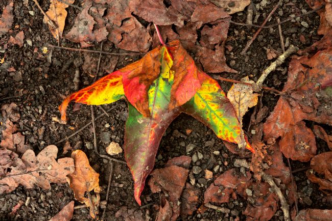 Gordon Maclaren | Autumn Maple Leaf