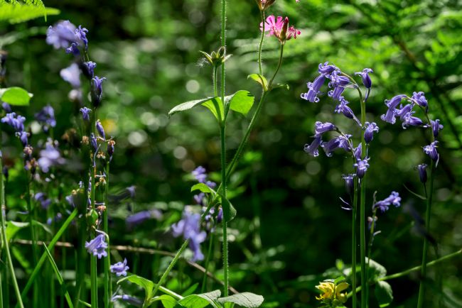 Gordon Maclaren | Beautiful Bluebells, Bute Park in Spring