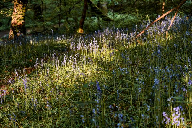 Gordon Maclaren | Spring Bluebells Cardiff Woodland