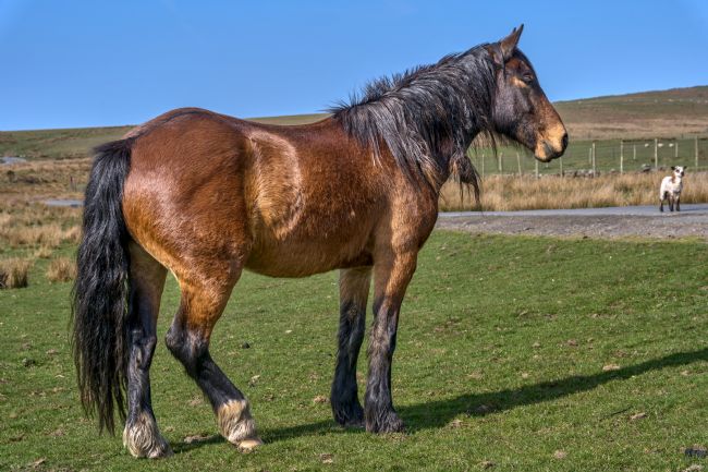 Gordon Maclaren | Wild Welsh Moorland Pony Roaming