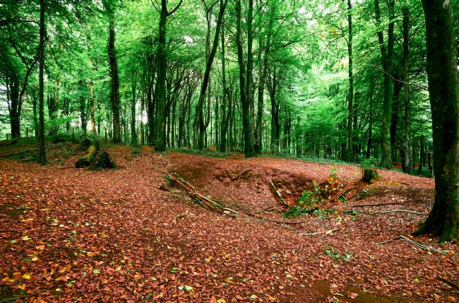 Gordon Maclaren | Autumn Woodland Fforest Fawr, Caerphilly