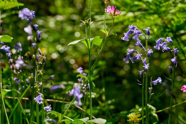 Gordon Maclaren | Bluebells in Spring