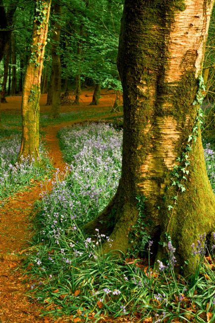 Gordon Maclaren | Wenallt Woodland Bluebells in Spring