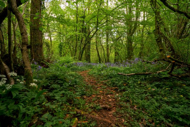 Gordon Maclaren | Bluebells and Wild Garlic, Cefn Onn Park