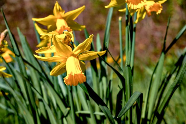 Gordon Maclaren | St. Davids Day Daffodils
