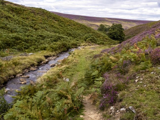 Stephen Prosser | A upland track