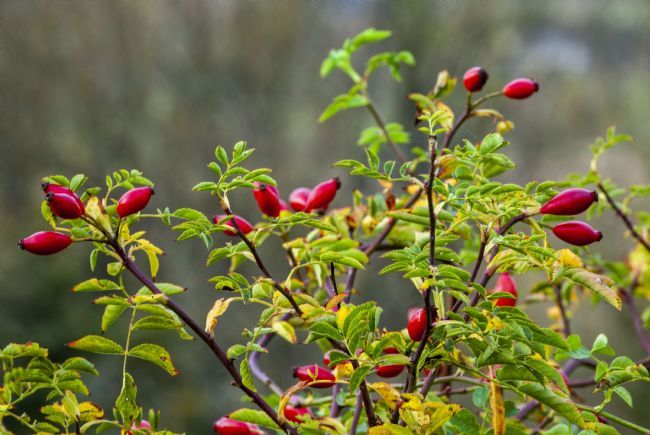 Stephen Prosser | Beautiful Rose hips
