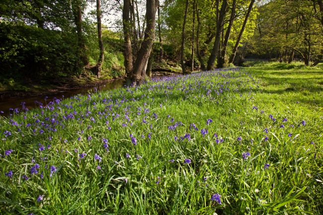 Stephen Prosser | Bluebells in a Yorkshire woodland