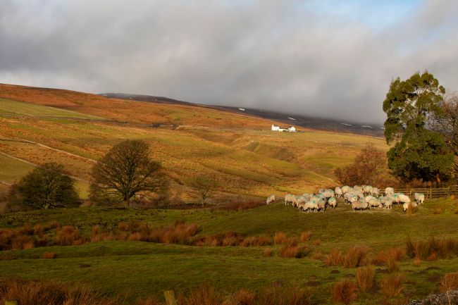 Stephen Prosser | A working landscape