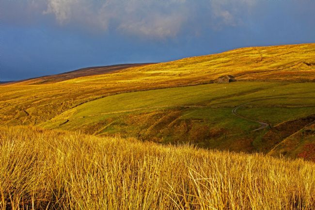 Stephen Prosser | Golden moors