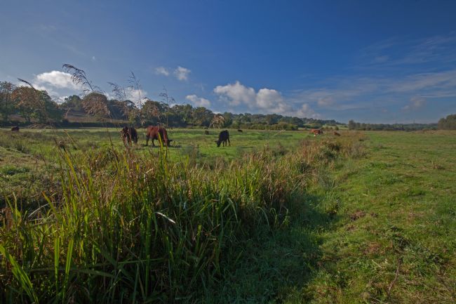 Stephen Prosser | Grazing peacefully